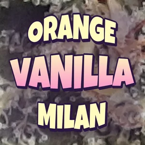 Orange Vanilla Milan Cannabis Strain