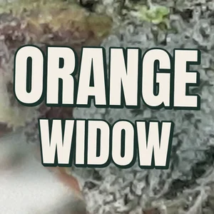 Orange Widow Cannabis Strain