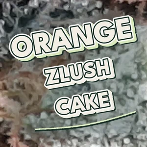 Orange Zlush Cake Cannabis Strain