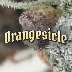 Orangesicle Cannabis Strain