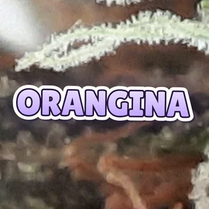 Orangina Cannabis Strain