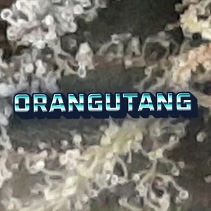 Orangutang Cannabis Strain
