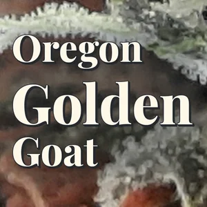 Oregon Golden Goat Cannabis Strain