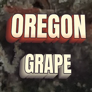 Oregon Grape Cannabis Strain