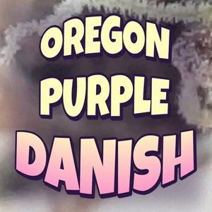 Oregon Purple Danish Cannabis Strain