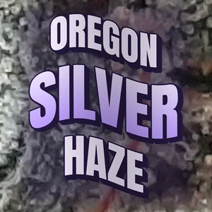 Oregon Silver Haze Cannabis Strain