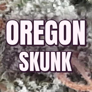 Oregon Skunk Cannabis Strain