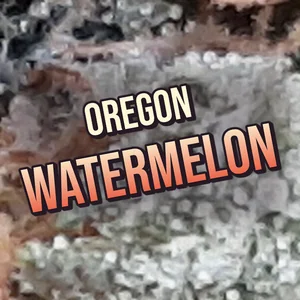 Oregon Watermelon Cannabis Strain