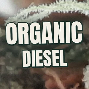 Organic Diesel Cannabis Strain