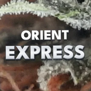 Orient Express Cannabis Strain