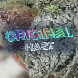 Original Haze Cannabis Strain