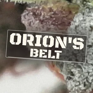 Orion's Belt Cannabis Strain