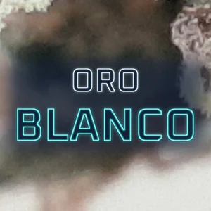 Oro Blanco Cannabis Strain
