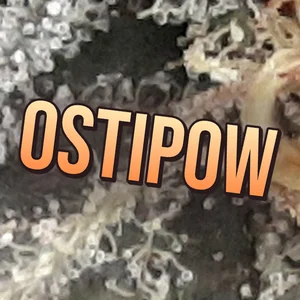 Ostipow Cannabis Strain