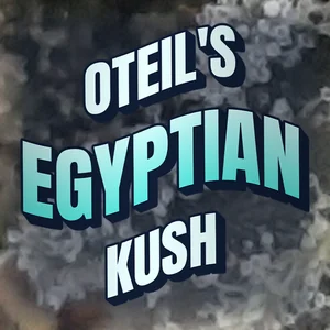 Oteil's Egyptian Kush Cannabis Strain