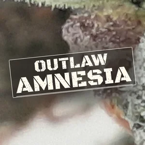 Outlaw Amnesia Cannabis Strain