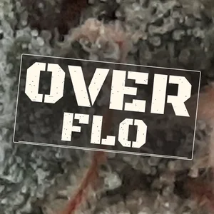 Over Flo Cannabis Strain
