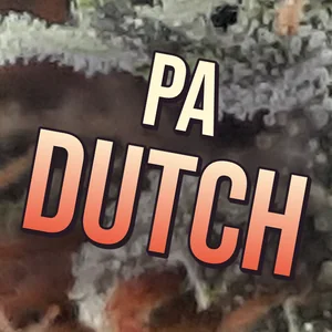 PA Dutch Cannabis Strain