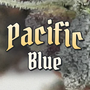 Pacific Blue Cannabis Strain