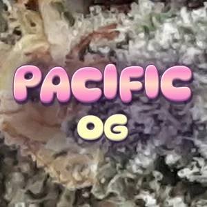Pacific OG Cannabis Strain