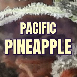Pacific Pineapple Cannabis Strain
