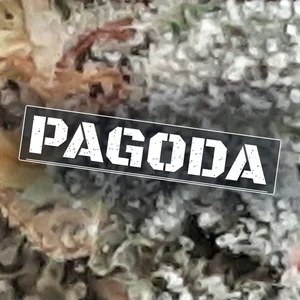 Pagoda Cannabis Strain