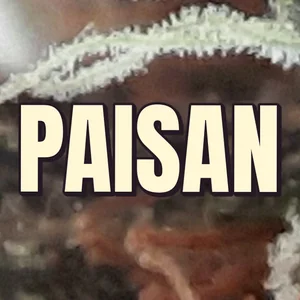 Paisan Cannabis Strain