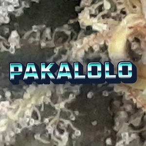 Pakalolo Cannabis Strain