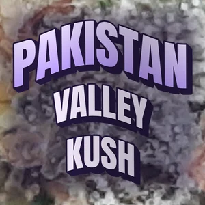 Pakistan Valley Kush Cannabis Strain