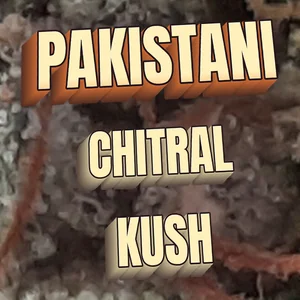 Pakistani Chitral Kush Cannabis Strain