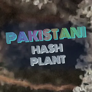 Pakistani Hash Plant Cannabis Strain