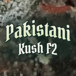 Pakistani Kush F2 Cannabis Strain