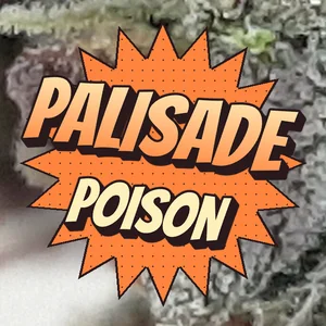 Palisade Poison Cannabis Strain