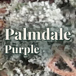 Palmdale Purple Cannabis Strain