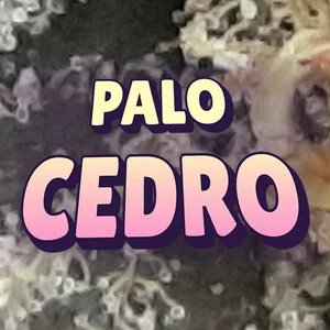 Palo Cedro Cannabis Strain