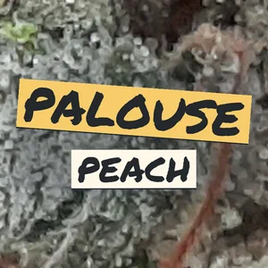 Palouse Peach Cannabis Strain