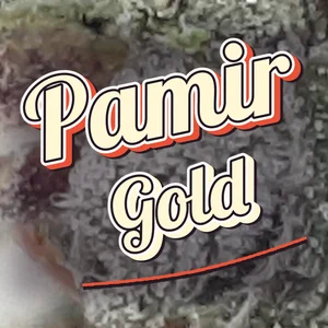 Pamir Gold Cannabis Strain
