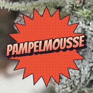 Pampelmousse Cannabis Strain