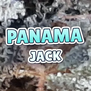 Panama Jack Cannabis Strain
