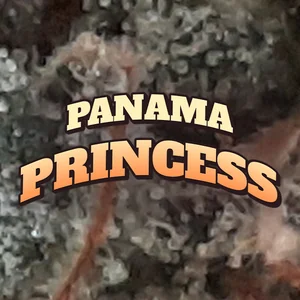 Panama Princess Cannabis Strain