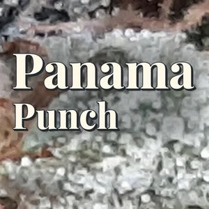 Panama Punch Cannabis Strain