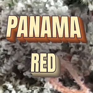 Panama Red Cannabis Strain