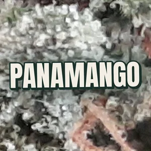 Panamango Cannabis Strain
