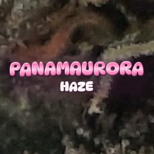 Panamaurora Haze Cannabis Strain