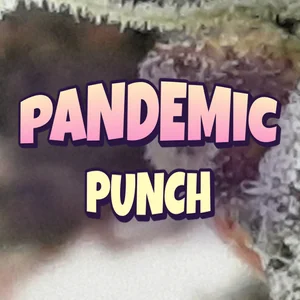 Pandemic Punch Cannabis Strain