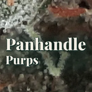 Panhandle Purps Cannabis Strain