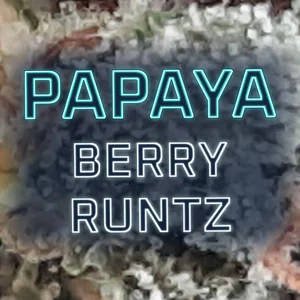 Papaya Berry Runtz Cannabis Strain