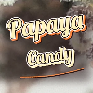 Papaya Candy Cannabis Strain