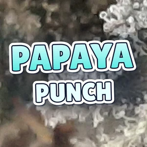 Papaya Punch Cannabis Strain