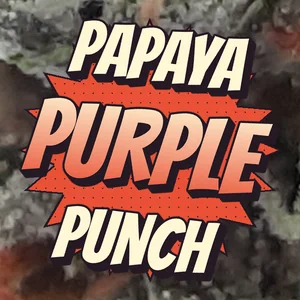 Papaya Purple Punch Cannabis Strain